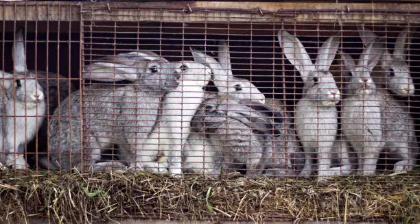 Photo of family of gray rabbits on the farm sitting in a cage