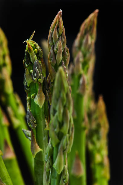 Bunch of fresh asparagus on a concrete base