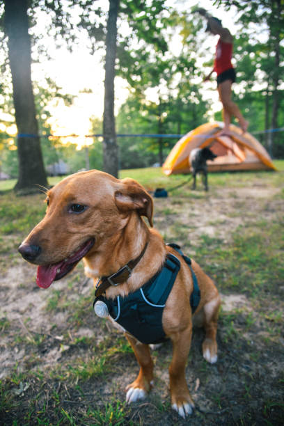 Dog Camping in Tennessee stock photo
