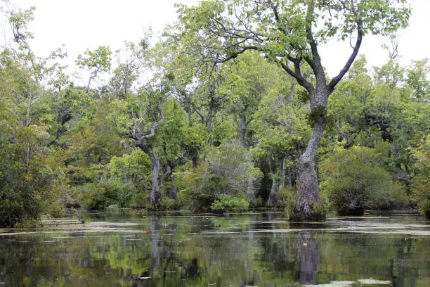Cypress and tupelo gum trees at Merchants Millpond State Park