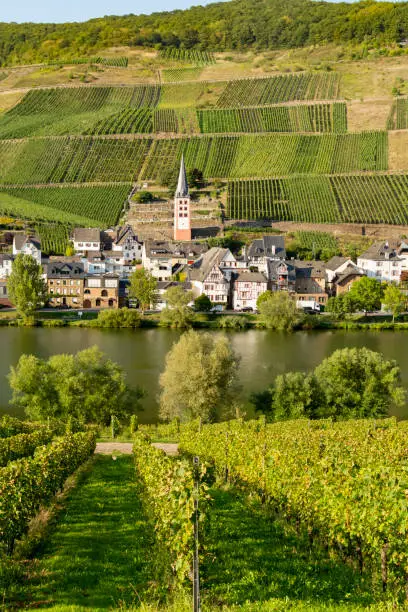 Landscape with famous green terraced vineyards in Mosel river valley, Germany, production of quality white and red wine, riesling