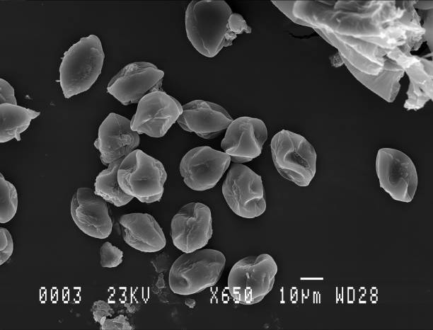 Horse chestnut pollen under electron microscope stock photo