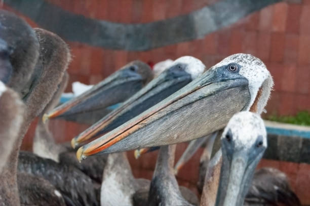 istock Galapagos Brown pelican line 1170970367