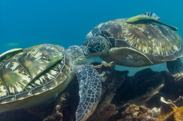 Turtles kiss above coral reef stock photo