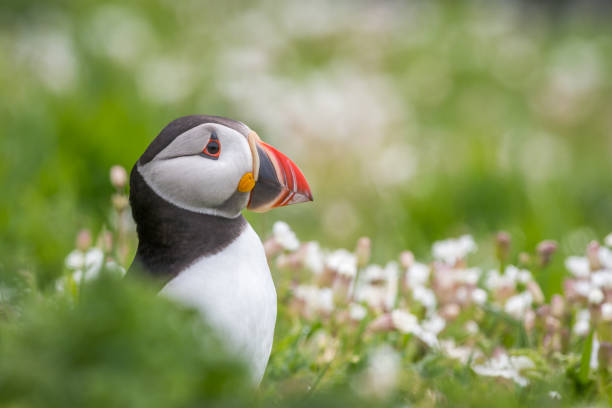istock Puffin portrait amongst sea campion 1170970643