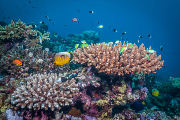 istock Sudan coral reef nature 1170970788
