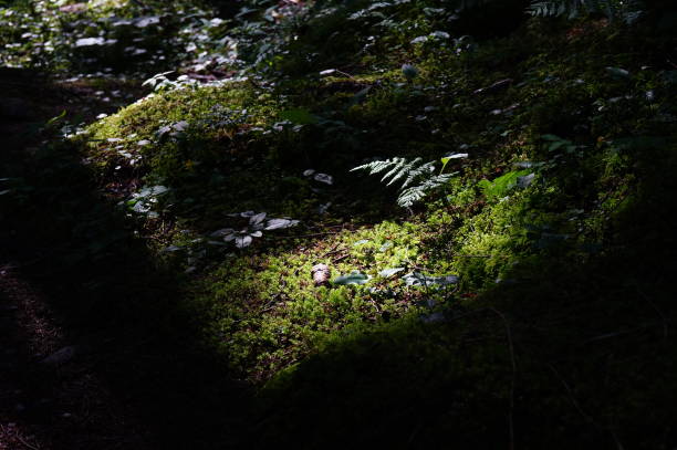 istock Hiking trail in forest in Europe alps 1170972717