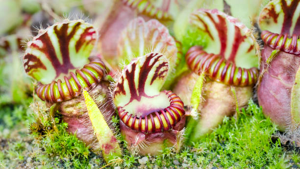 Close up of Albany pitcher plant, Cephalotus follicularis, a carnivorous plant growing among moss.