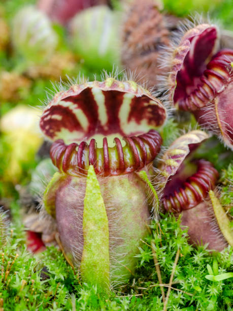istock Albany pitcher plant, Cephalotus follicularis 1170972954