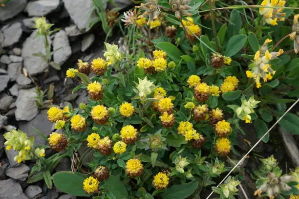 Trifolium badium, Fabaceae in Grindelwald Switzerland