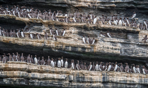 istock Guillemots in dense colony on cliff ledges 1170974151