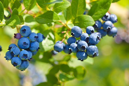 Close-up of ripe blueberry plant with fresh blueberry hanging on the bush in summer