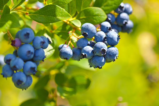 Close-up of ripe blueberry plant with fresh blueberry hanging on the bush in summer