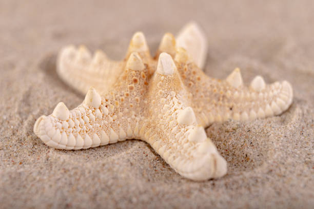 istock Empty shells on sea sand on the beach. Colorful shells of sea snails. Light background. 1170974546