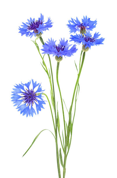 istock Bouquet of blue cornflowers isolated on a white background 1170975586