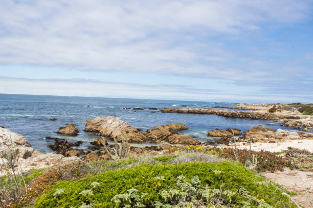 istock Coastal landscape with a shrub in the foreground 1170976360