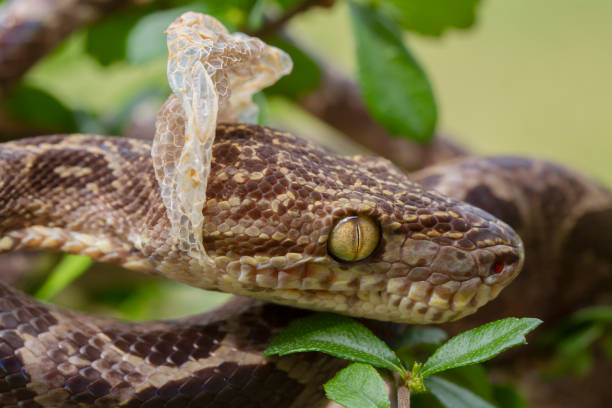 Amazon Tree Boa Snake Shedding it's Skin stock photo