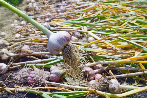 istock Head of fresh garlic on a background of garlic decomposed 1170980296