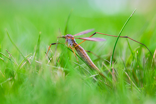 Crane fly in grass dipping and laying egg