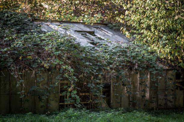 lost places, nature is reclaiming forest