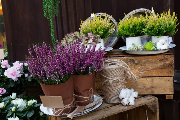 Close up potted pink heather or myrtle flowers at retail display of flower shop