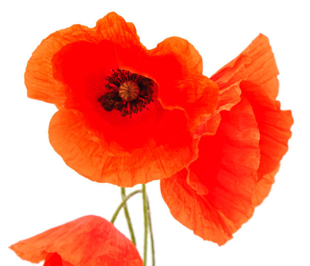 istock Red poppy flower. 1170980793