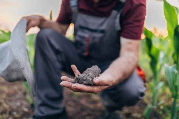 istock Examining quality of  soil 1170982180