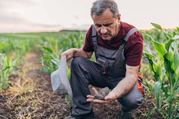 istock Senior farmer examining quality of soil 1170982317