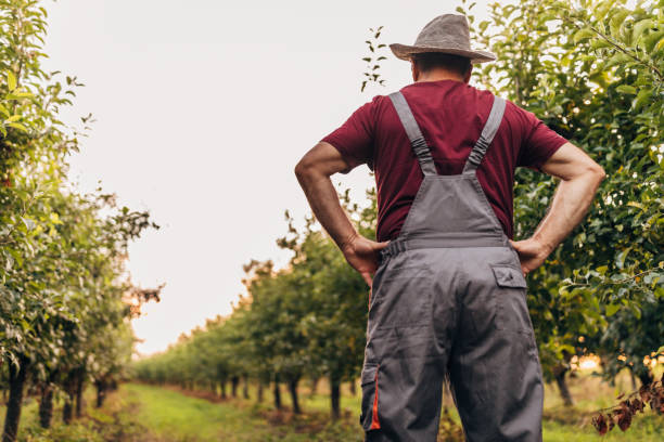 istock Senior farmer standing in orchard 1170982971
