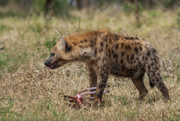 istock Hyena .kruger National Park 1170983680