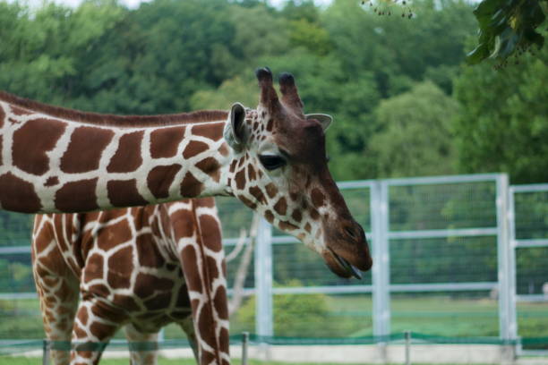 istock Head of giraffe, Close up 1170983790