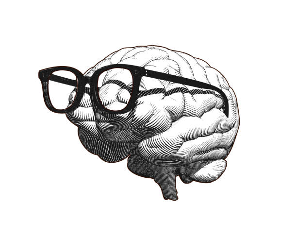 Brain with glasses drawing illustration isolated on white BG Monochrome retro engraving human brain with old retro glasses illustration in side view isolated on white background drawing of metaphor stock illustrations