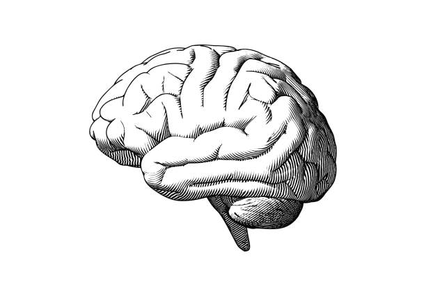 Human brain side view drawing illustration on white BG Monochrome engraving human brain drawing side view illustration isolated on white background human brain anatomy stock illustrations