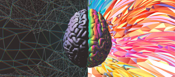Functional and power of brain illustration Human brain hemispheres gray left and rainbow color right brain engraving in top view illustration isolated on white with art background genius stock illustrations