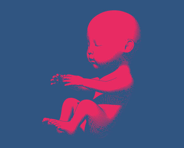 Red vintage human fetus illustration on blue BG Bright red human infant baby fetus engraving illustration in side view isolated on deep blue background diagram of female reproductive system drawings stock illustrations