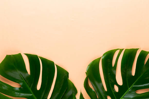 istock Tropical Jungle Leaf, Monstera, resting on flat surface, on peach background. 1170985578