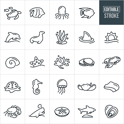 A set of marine life icons that include editable strokes or outlines using the EPS vector file. The icons include a sea turtle, tropical fish, octopus, dolphin, sea lion, seal, seaweed, shark, sun over ocean, sea urchin, starfish, coral, clams, lobster, snail, seashell, sea horse, jellyfish, sting ray, coastline, crab, whale, sand dollar and oysters.