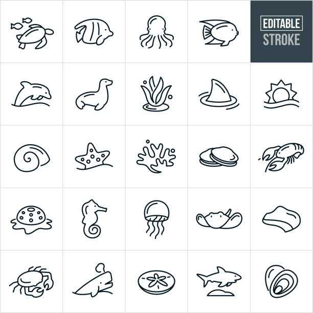 Marine Life Thin Line Icons - Editable Stroke A set of marine life icons that include editable strokes or outlines using the EPS vector file. The icons include a sea turtle, tropical fish, octopus, dolphin, sea lion, seal, seaweed, shark, sun over ocean, sea urchin, starfish, coral, clams, lobster, snail, seashell, sea horse, jellyfish, sting ray, coastline, crab, whale, sand dollar and oysters. dolphin stock illustrations
