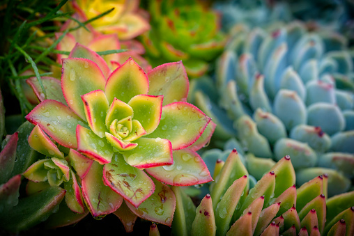 Succulent flowerbed with raindrops