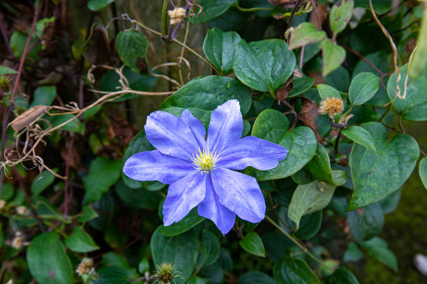 Single Clematis flower in bloom