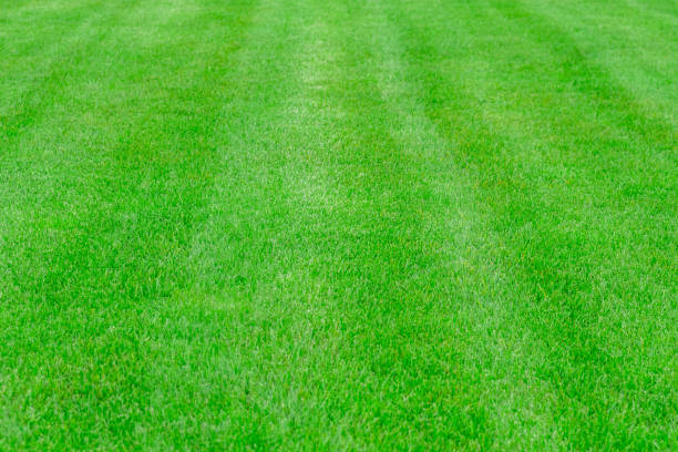istock Background image of fresh grass field, well cut grass. 1170986400