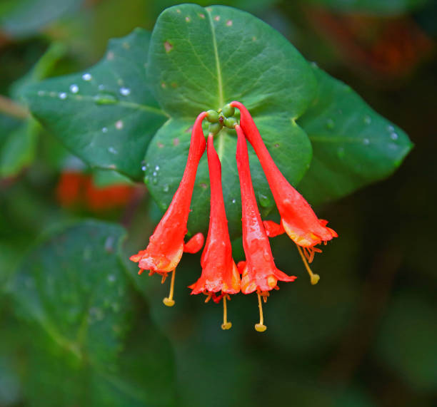 Orange flowers of honeysuckle
