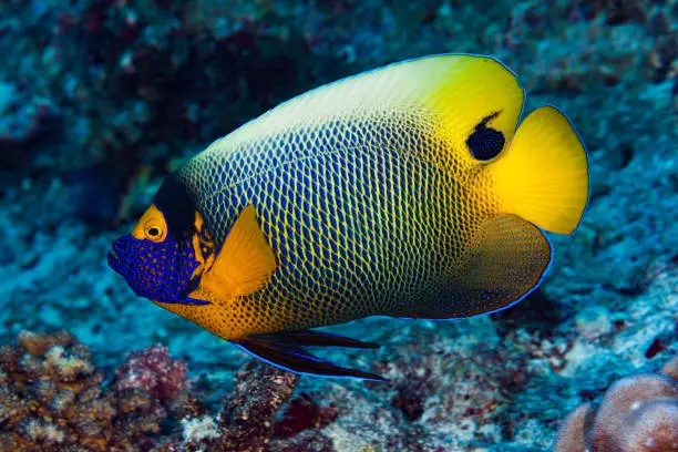 Yellowmask or Yellowface Angelfish Pomacanthus xanthometopon occurs in the tropical Indo-Pacific Ocean in a depth range from 5-30m in coral rich areas of lagoons, channels and outer reef slopes. The species occurs often near caves, max. length 38cm. This specimen is from Palau, near Blue Corner, 7°8'3.43" N 134°13'7.17" E at 18m depth