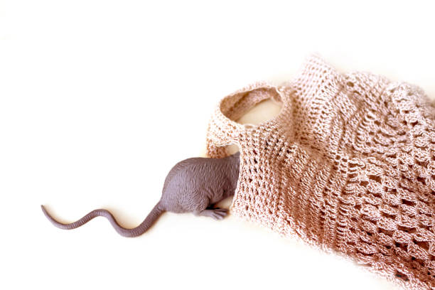 cute white rat and white paper bag , white background