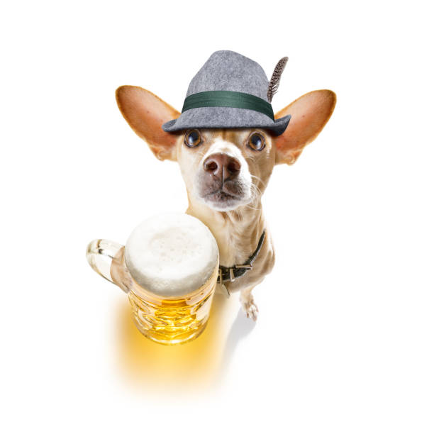 istock bavarian beer chihuahua dog 1170988933
