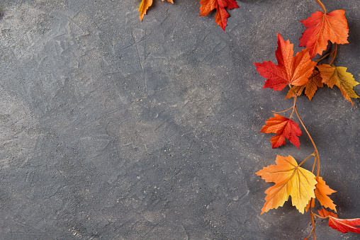 Vibrant Autumn leaves over gray stone background, copy space, top view