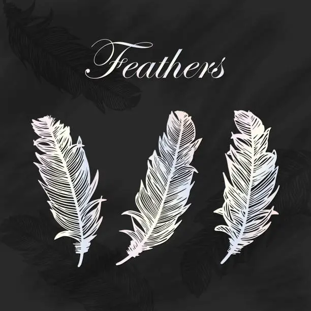 Vector illustration of White Gold Feathers Collection with Blackboard Background. Design Element for Greeting Cards and Wedding, Birthday and other Holiday and Summer Invitation Cards Background.