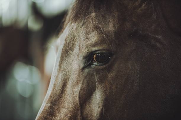 istock Horse Head and Eye Closeup 1170989873