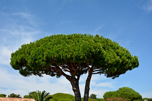 One big Pine   (  Pinus pinea  )  with blue sky on the Côte d'Azur, France, with copy space