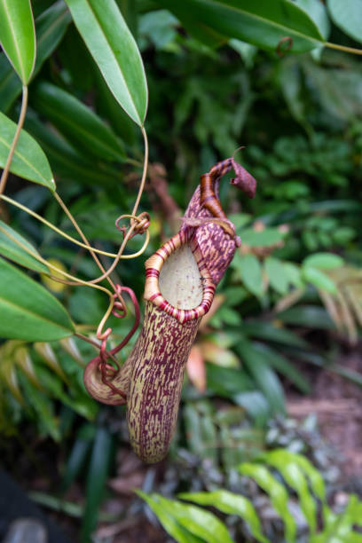 istock Pitcher plant growing and hanging its trap 1170990003